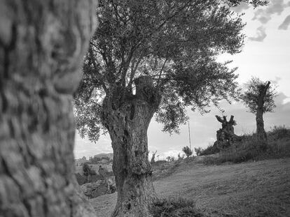 Plantación de olivares en Puig d'es Molins.