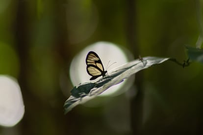 Mariposa de alas transparentes (Oleria sp.), una de las 218 especies de mariposas observadas durante la expedicin. Si bien la mayora de las alas de las mariposas estn cubiertas de escamas de colores, las partes transparentes ayudan a sta a evitar ser detectada por los depredadores en el bosque sombro de la selva. 