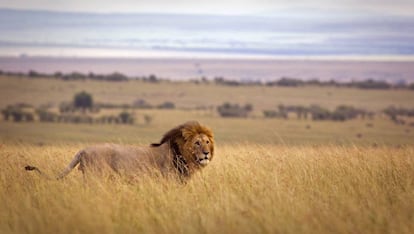 Un león en la reserva natural de Masái Mara.