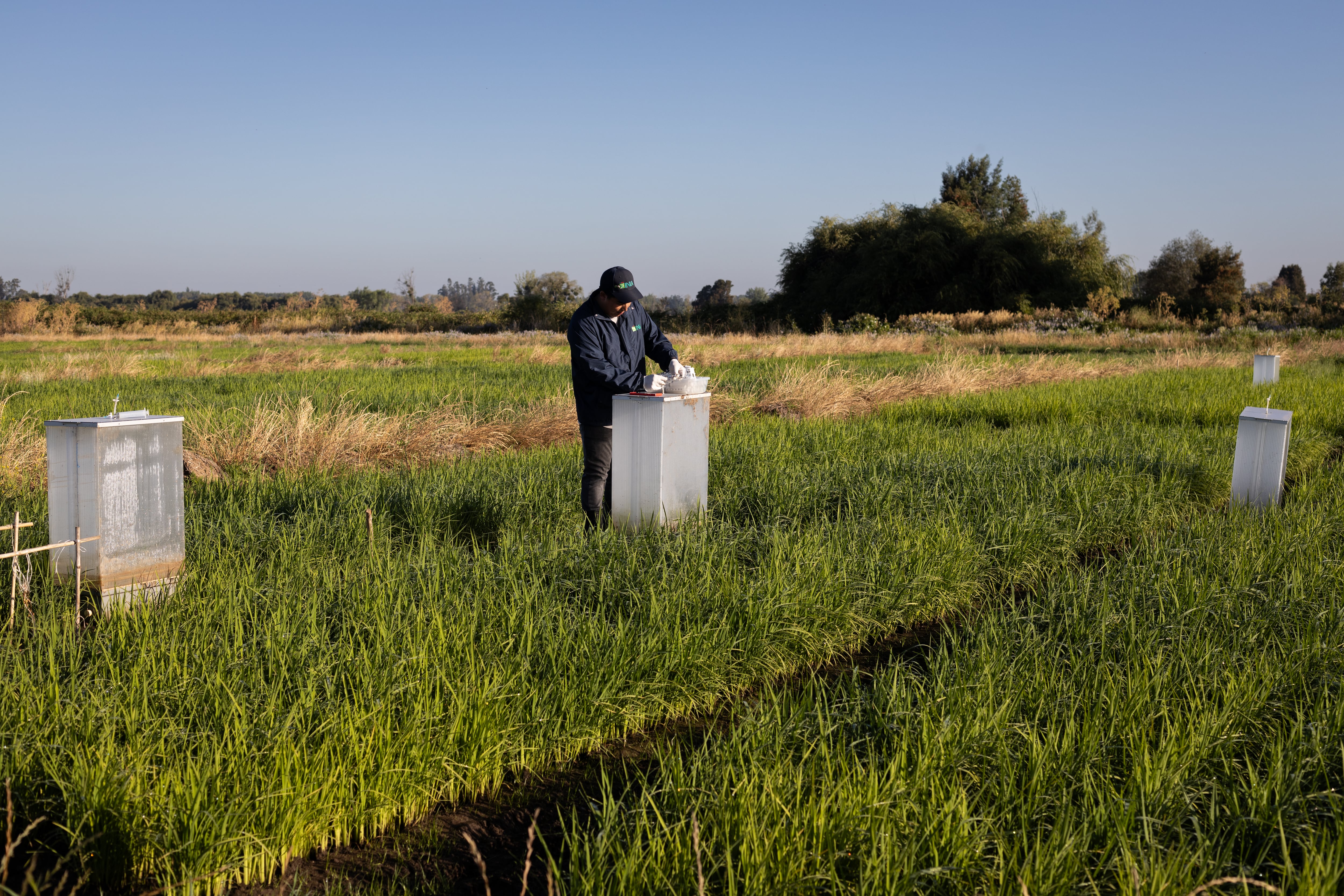 Un trabajador realiza mediciones de metano en un campo de cultivo de arroz.