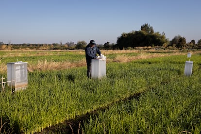 A worker takes methane measurements in a rice field.