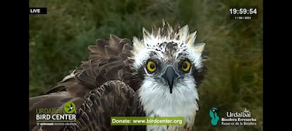 Uno de los progenitores del águila albina.