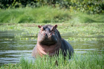 Los hipopótamos son los animales sagrados del parque nacional de Orango.