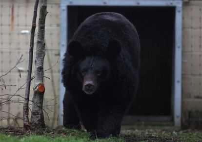 Yampil, a 12-year-old Asiatic black bear