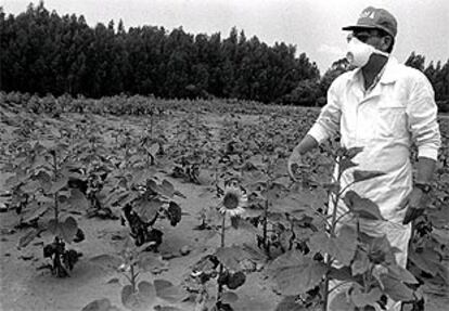 Un técnico recoge muestras al romperse la balsa de residuos mineros de Aznalcóllar, en 1998.