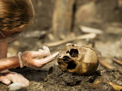 Un investigador analiza un cráneo en el yacimiento de Alken Enge (Dinamarca)
