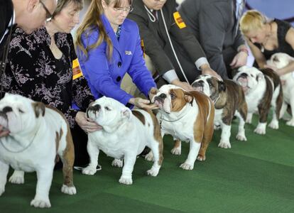 Bulldogs ante el jurado del 138 concurso canino del Kennel Club de Westminster que se celebra en Nueva York.