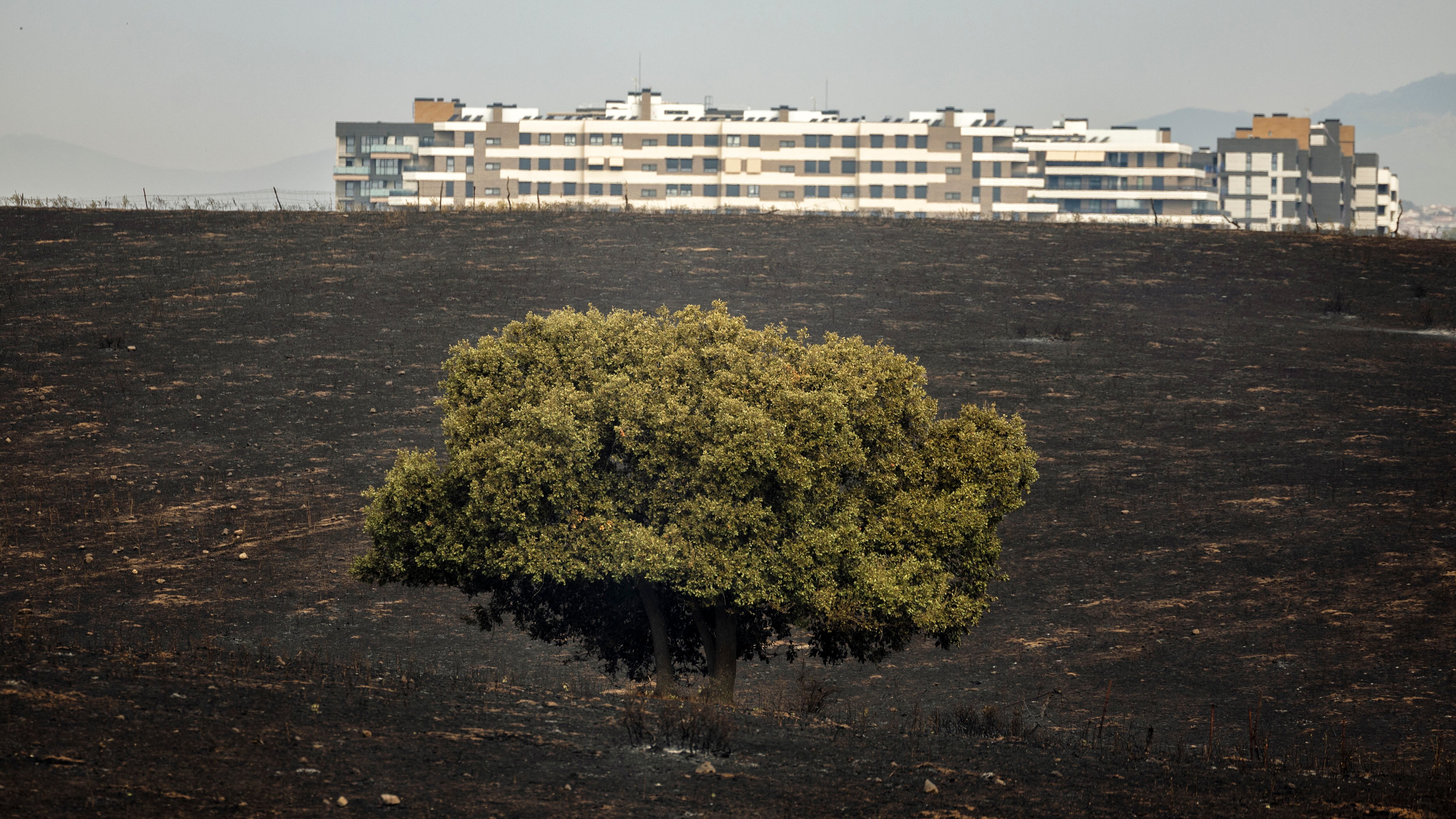 El fuego asola España: declarada la fase de preemergencia tras miles de desalojos en León, Madrid y Cádiz