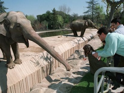 Una niña da de comer a un elefante en el Zoo de Madrid.