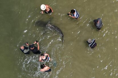 Varias personas utilizan sus teléfonos y cámaras para filmar a un tiburón que pasa nadando en las aguas poco profundas del mar Mediterráneo frente a la ciudad costera israelí de Hadera, al norte de Tel Aviv. Decenas de tiburones, que pueden alcanzar los tres metros de longitud, se han reunido frente a la costa norte de Israel, donde las aguas del Mediterráneo son más cálidas, lo que ha llevado a las autoridades a advertir a los residentes que se mantengan alejados.