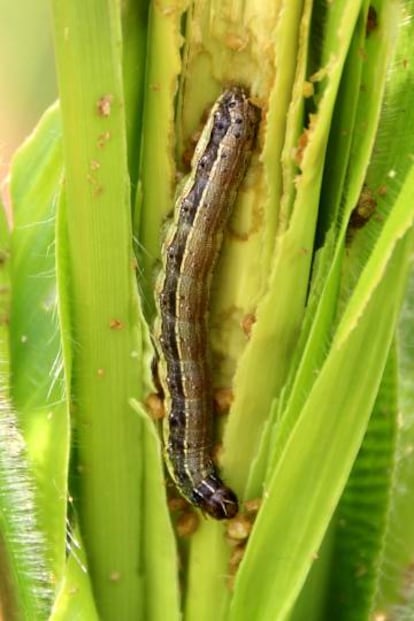 Un ejemplar en una planta de maíz en Zimbabue. La polilla hembra puede poner hasta 1.000 huevos a lo largo de su vida.