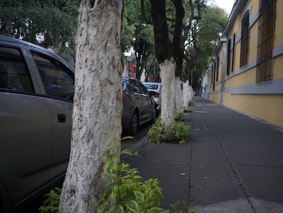 Árboles en la alcaldía Coyoacán pintados con cal con la intención de evitar que atraigan plagas.