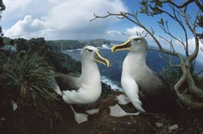 Albatros en Nueva Zelanda.