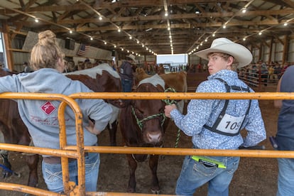 Un joven participa en el concurso de ganado de la feria del condado de Richland Center, en Wisconsin.