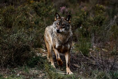 Lobo ibérico en semilibertad en el centro del lobo ibérico de Castilla y León Félix Rodriguez de la Fuente en Robledo, Puebla de Sanabria.