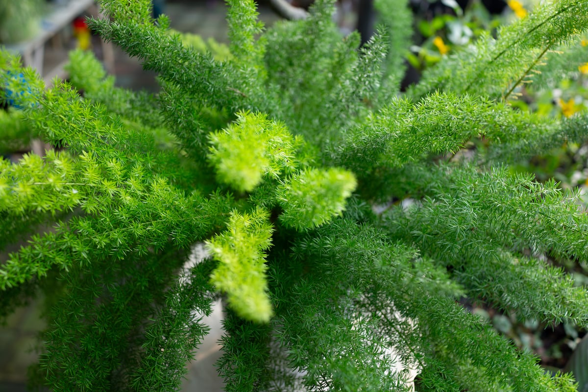 La esparraguera sudafricana: la planta cuyo verde tan fresco alegra la  vista | Estilo de vida | EL PAÍS