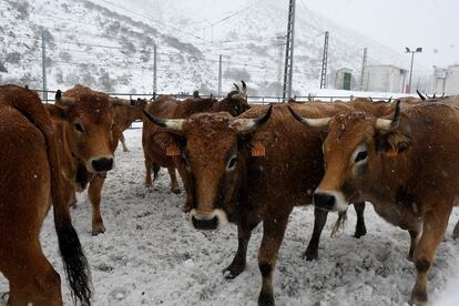 Ganado vacuno entre la nieve en la localidad de Altos de Arbas (León). 