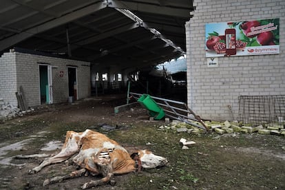 Dead livestock remain on the farm months after Russian shelling devastated the herds. 