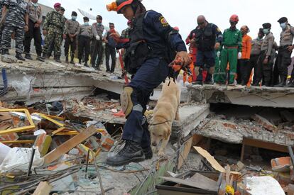 Un equipo de rescate con un perro busca víctimas bajo los edificios derrumbados en Pidie Jaya, provincia de Aceh.
