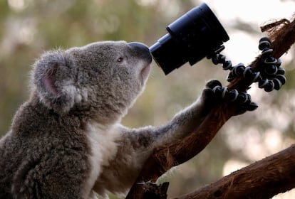 Un Koala australiano mira una cámara mientras se encuentra sobre una rama en su recinto en el zoo Wild Life de Sydney (Australia).