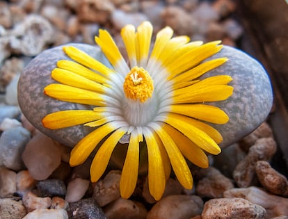 "Lithops divergens" tiene una preciosa flor de colores amarillo y blanco.