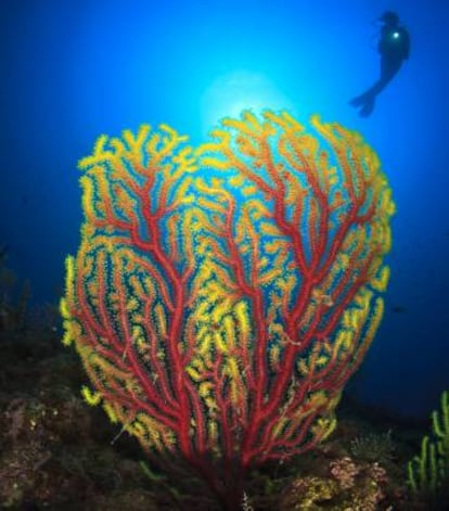 Las gorgonias refulgen en las profundidades de las islas Medas, Torroella de Montgrí (Girona).