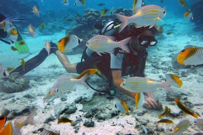 Buceo en las profundidades de la laguna de Rarotonga, en las islas Cook,