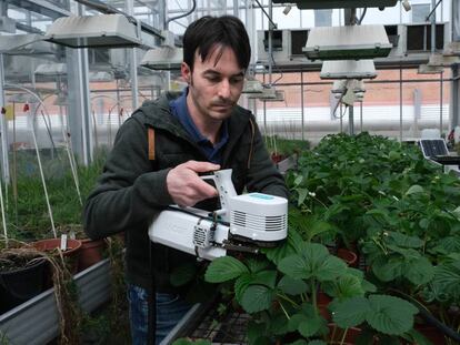 Enrique Mateos trabaja con fresas en el invernadero de la Facultad de Biología de la U. S. 