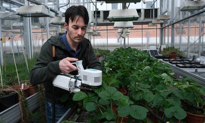 Enrique Mateos trabaja con fresas en el invernadero de la Facultad de Biología de la U. S. 