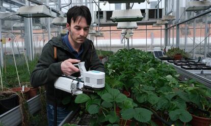 Enrique Mateos trabaja con fresas en el invernadero de la Facultad de Biología de la U. S.