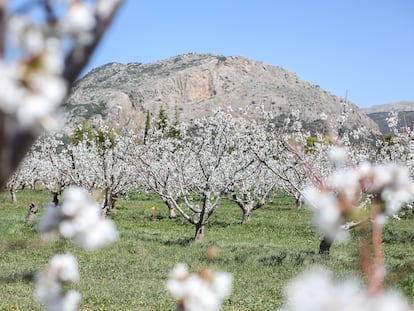 Cerezos en flor en el municipio de Alfarnate, en la provincia de Málaga.