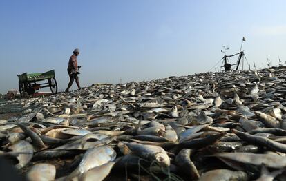 Los trabajadores indios segregan y secan el pescado el jueves en el puerto pesquero de Visakhapatnam, en la India.