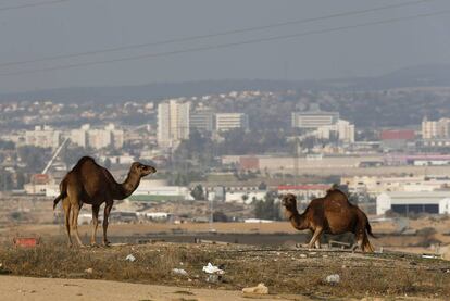 Camellos en un asentamiento de beduinos en las afueras de Beersheba (al fondo).