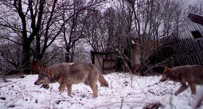 Wolves walk in the 30 km (19 miles) exclusion zone around the Chernobyl nuclear reactor in the abandoned village of Orevichi, Belarus, February 25, 2016. What happens to the environment when humans disappear? Thirty years after the Chernobyl nuclear disaster, booming populations of wolf, elk and other wildlife in the vast contaminated zone in Belarus and Ukraine provide a clue. On April 26, 1986, a botched test at the nuclear plant in Ukraine, then a Soviet republic, sent clouds of smouldering radioactive material across large swathes of Europe. Over 100,000 people had to abandon the area permanently, leaving native animals the sole occupants of a cross-border "exclusion zone" roughly the size of Luxembourg. Photo taken with trail camera.    REUTERS/Vasily Fedosenko   SEARCH "WILD CHERNOBYL" FOR THIS STORY. SEARCH "THE WIDER IMAGE" FOR ALL STORIES