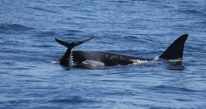 Una orca con una pieza de at&uacute;n.