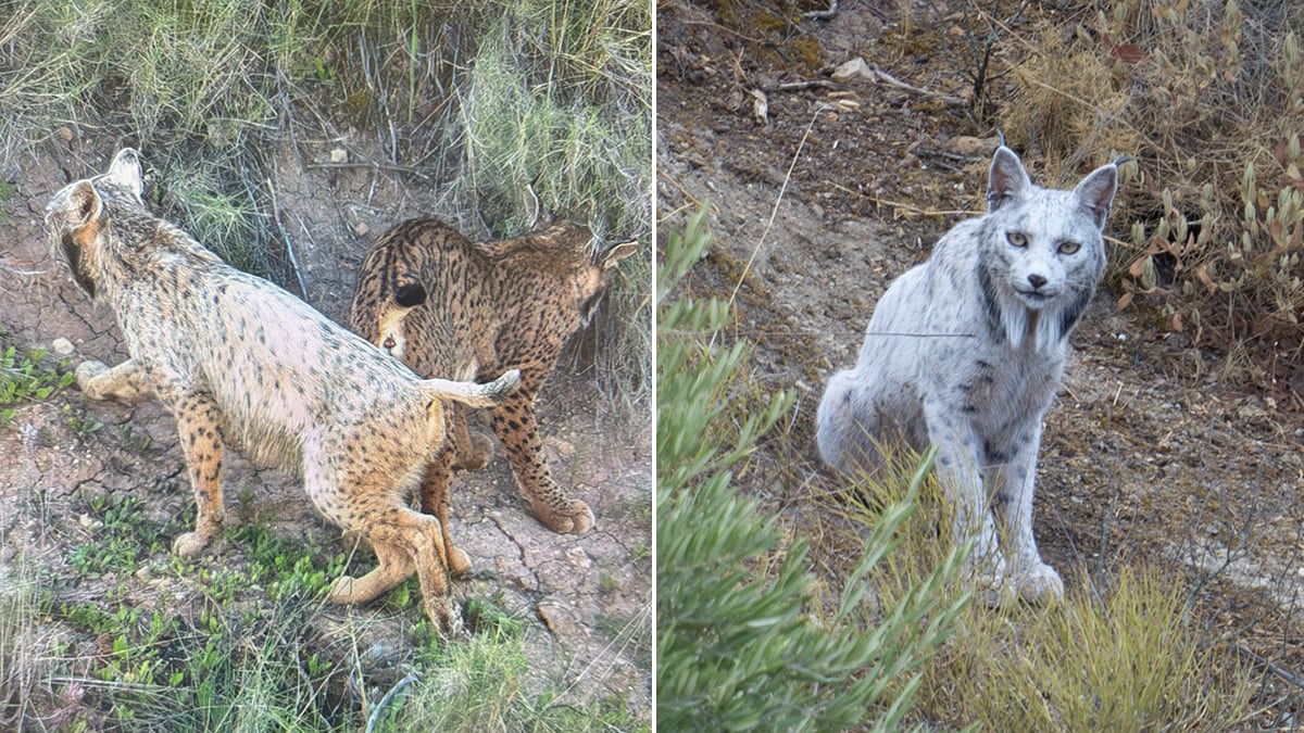 El lince ibérico blanco hallado en octubre en Jaén está cambiando de color