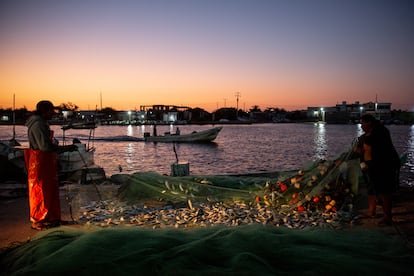 Pescadores en Celestún, Yucatán pepino de mar