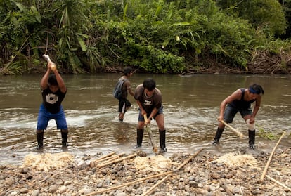 Una vez que el barbasco ha sido aplastado en la canoa, los hombres lo vierten sobre el río Rotuno. El río se pinta de una sustancia de color lechoso que comienza a propagarse por todas sus aguas.  A lo largo de las orillas del río Rotuno todos los hombres de la comunidad golpean continuamente el barbasco para exprimir todo el veneno posible. El veneno comienza a recorrer las aguas y se inicia la celebración. 