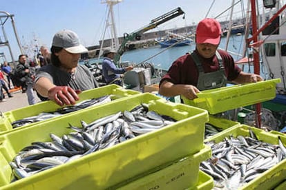 Varios pescadores descargan un barco en la campaña de la anchoa, en el puerto de San Sebastián.