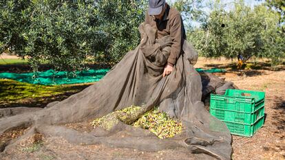 Un agricultor recoge aceitunas en un olivar de Cataluña.