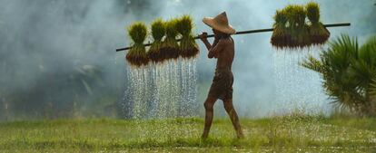 Un agricultor trabaja en un arrozal en Tailandia.