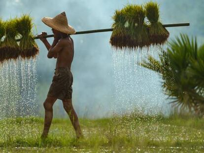 Un agricultor trabaja en un arrozal en Tailandia.