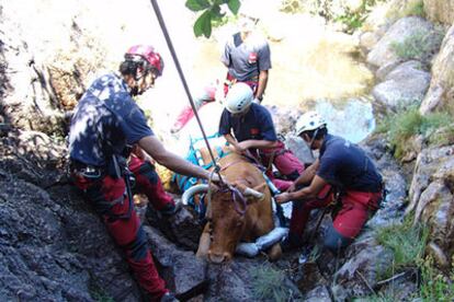 Un helicóptero de los bomberos rescata a una vaca del fondo de un barranco