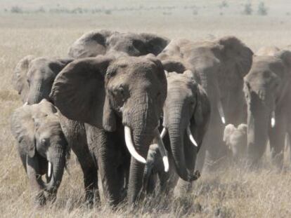 Elefantes en el parque de Serengeti, en Tanzania.