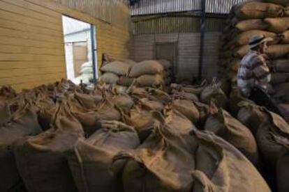 Brasil exportó en julio 2,16 millones de sacos del grano, con un aumento del 1,6 % con respecto al mismo mes del año pasado. EFE/Archivo