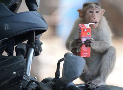 Un mono bebe un zumo en el parque infantil Guindy de Chennai (India).