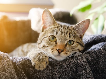 "El azar nos ha reunido a mi gato y a mí, aunque ninguno de los dos siente un gran afecto por el otro".