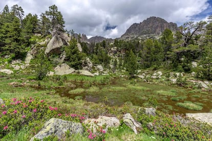 Azaleas de montaña (‘Rhododendron ferrugineum’) en el parque nacional de Aigüestortes, en el Pirineo de Lleida.