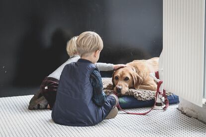 Los animales de compañía pueden ayudarles a prevenir la ansiedad, la depresión y otros problemas de salud mental.