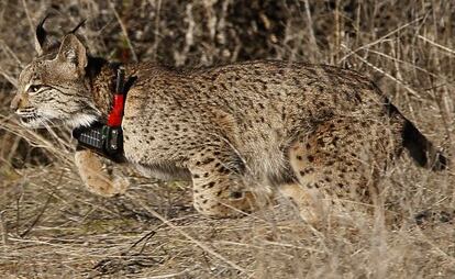 Un ejemplar de lince ibérico en Córdoba procedente de un centro de cría en libertad.